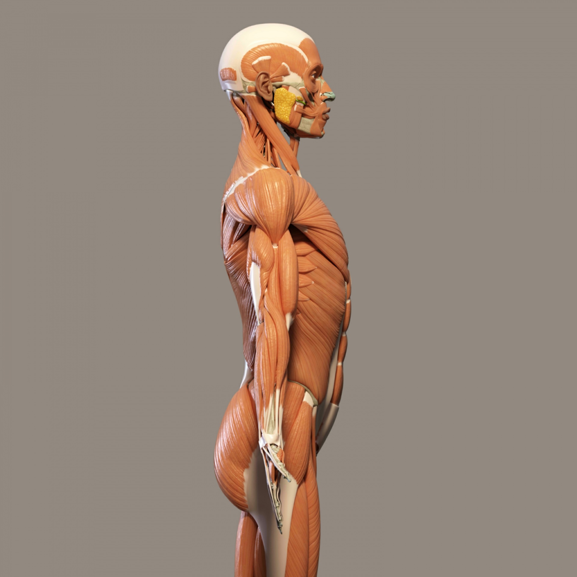 Анатомия человека сбоку
